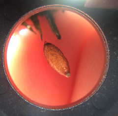 Meteorus pulchricornis