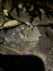 Pristimantis labiosus
