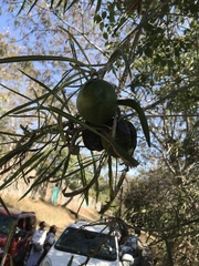 Cascabela thevetioides