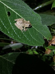 Pristimantis labiosus