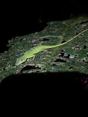 Anolis gemmosus
