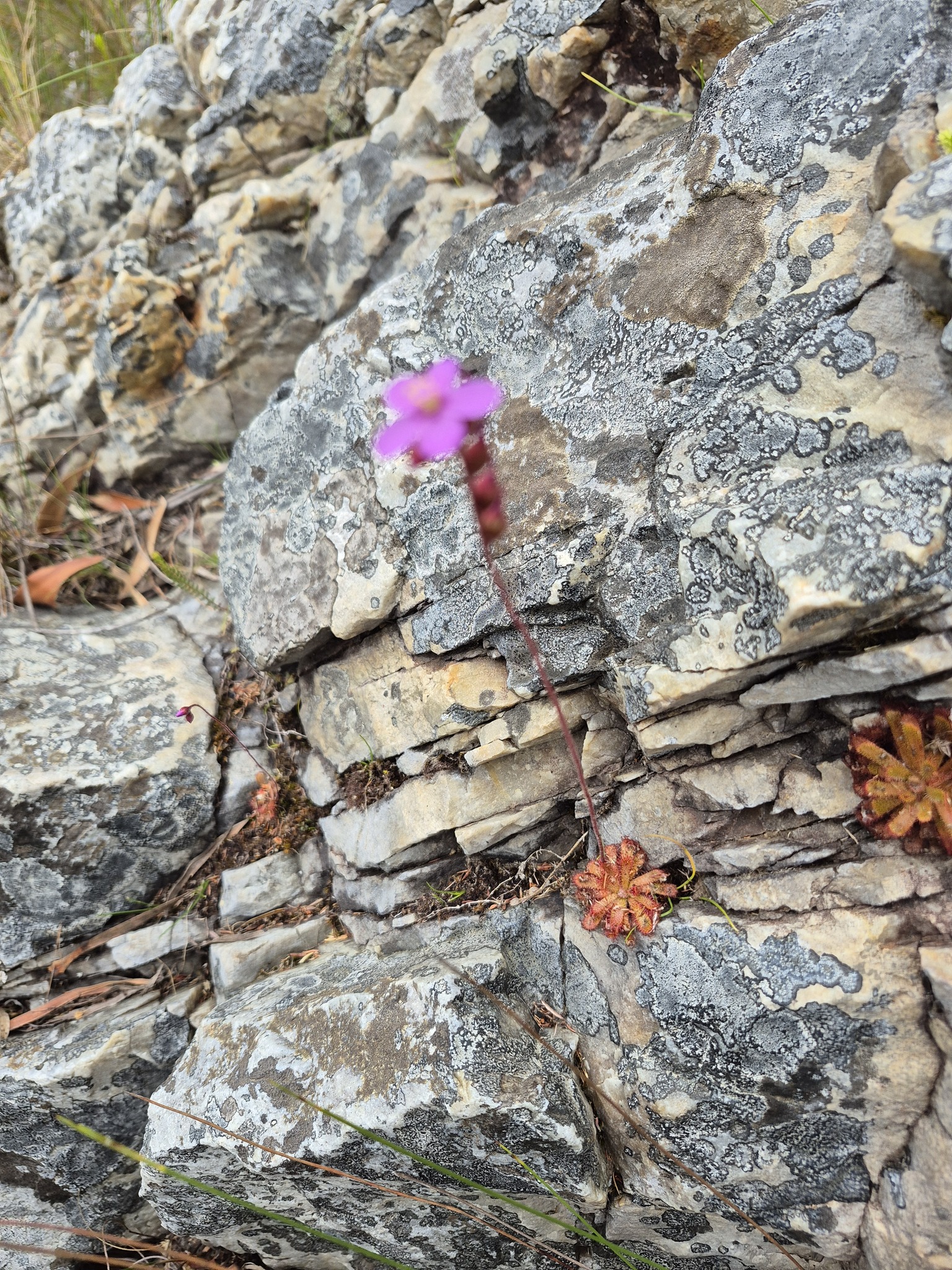 Drosera aliciae 'Pink Flower'
