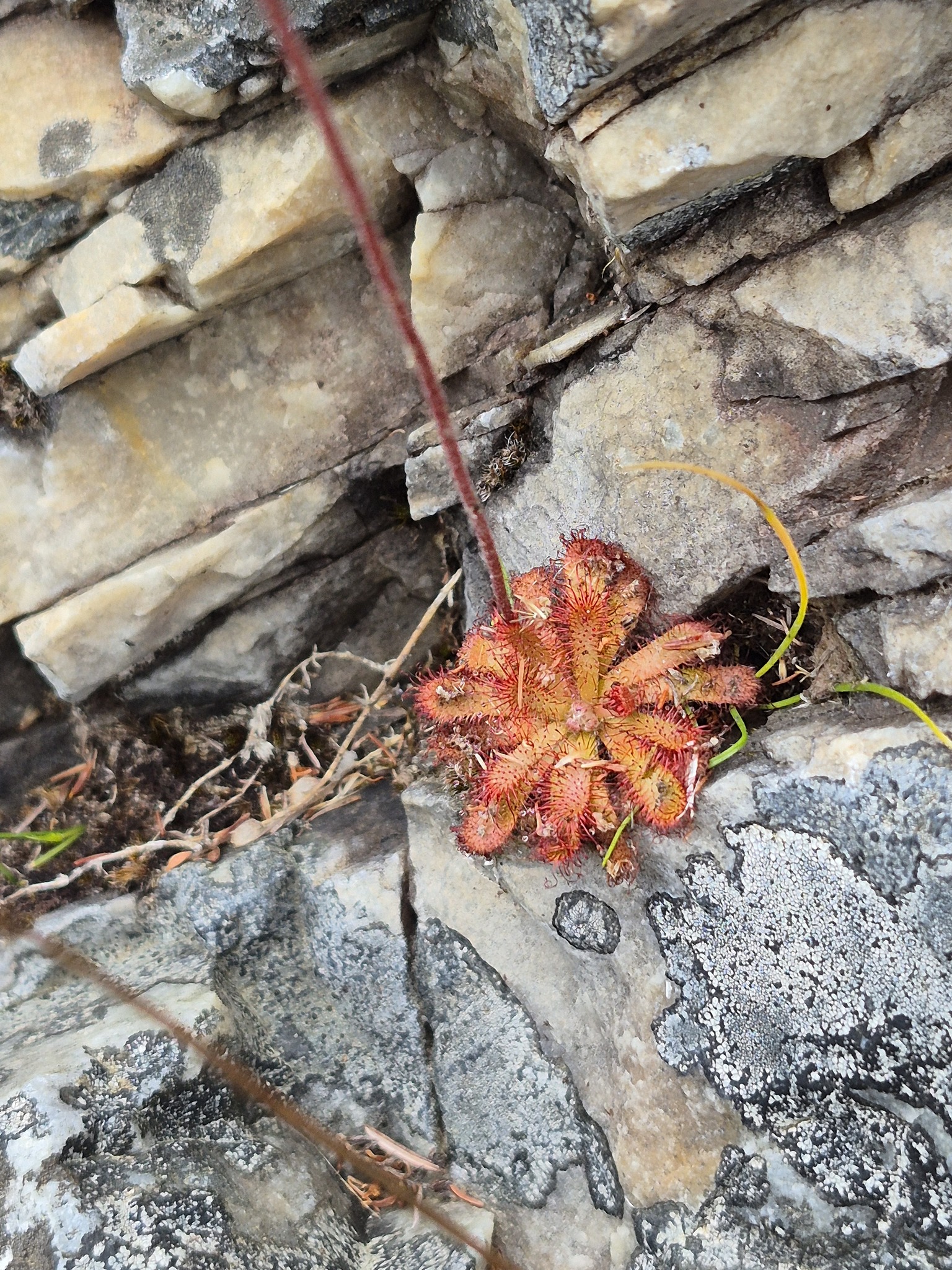 Drosera aliciae 'Pink Flower' 2