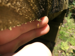 Meteorus pulchricornis