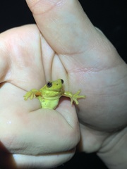 Dendropsophus carnifex