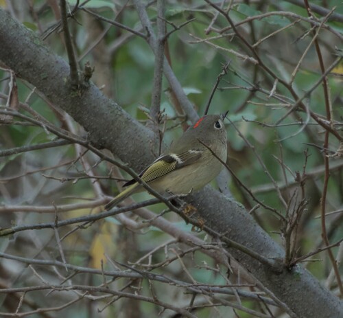 Ruby-crowned Kinglet photographed in New Jersey