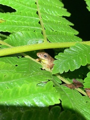 Dendropsophus carnifex
