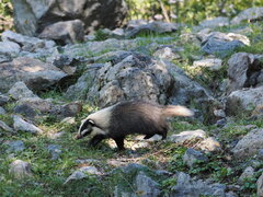 Northern Hog-Badger photo 3