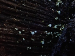 Trichoderma flavipes