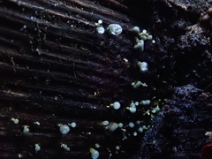 Trichoderma flavipes
