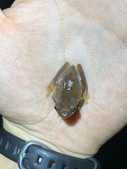 Dendropsophus carnifex