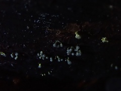 Trichoderma flavipes