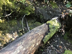 Trichoderma flavipes