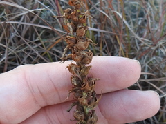 Spiranthes magnicamporum