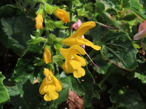 Salvia nipponica iNat (3)
