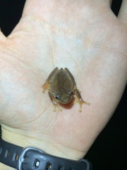 Dendropsophus carnifex