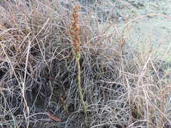 Spiranthes magnicamporum