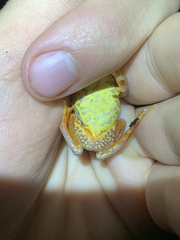 Dendropsophus carnifex