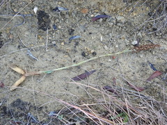 Spiranthes magnicamporum