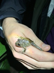 Pristimantis labiosus