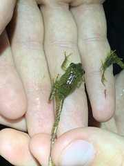 Pristimantis nyctophylax