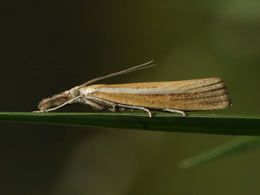 Common Grass-veneer