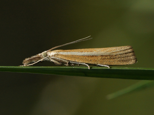 Agriphila tristellus (Denis & Schiffermüller), 1775