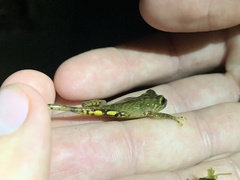 Pristimantis nyctophylax