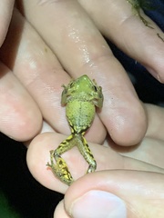 Pristimantis nyctophylax