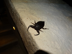 Lethocerus collosicus