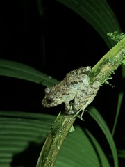 Pristimantis labiosus