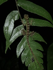 Anolis aequatorialis