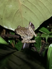 Pristimantis labiosus