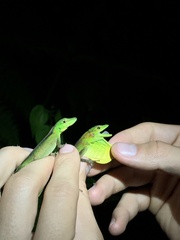 Anolis gemmosus