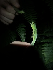 Anolis gemmosus