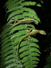 Anolis gemmosus