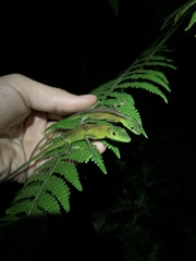 Anolis gemmosus