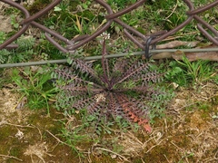 Planodes virginicum