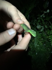 Anolis gemmosus