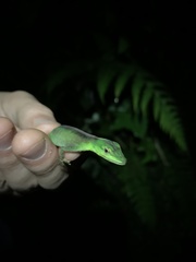 Anolis gemmosus