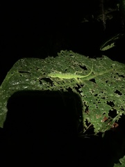 Anolis gemmosus