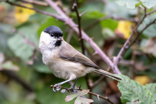 Carbonero palustre (Poecile palustris)