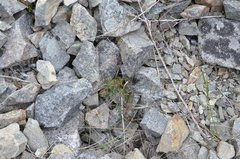 Anisotome filifolia