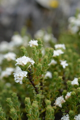 Pimelea traversii traversii