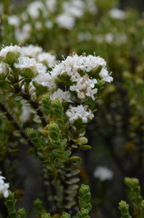 Pimelea traversii traversii
