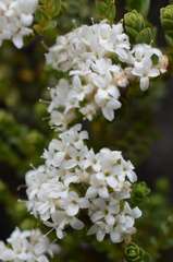 Pimelea traversii traversii
