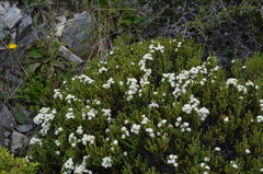 Pimelea traversii traversii