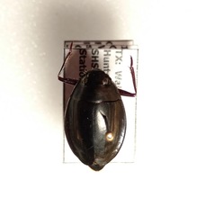 Dineutus ciliatus