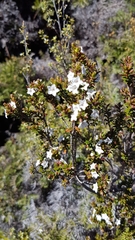 Epacris pauciflora