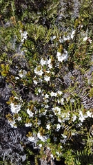 Epacris pauciflora